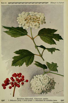 Image of Cranberry-tree