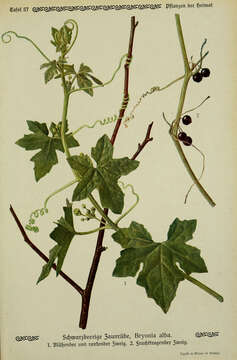 Image of white bryony