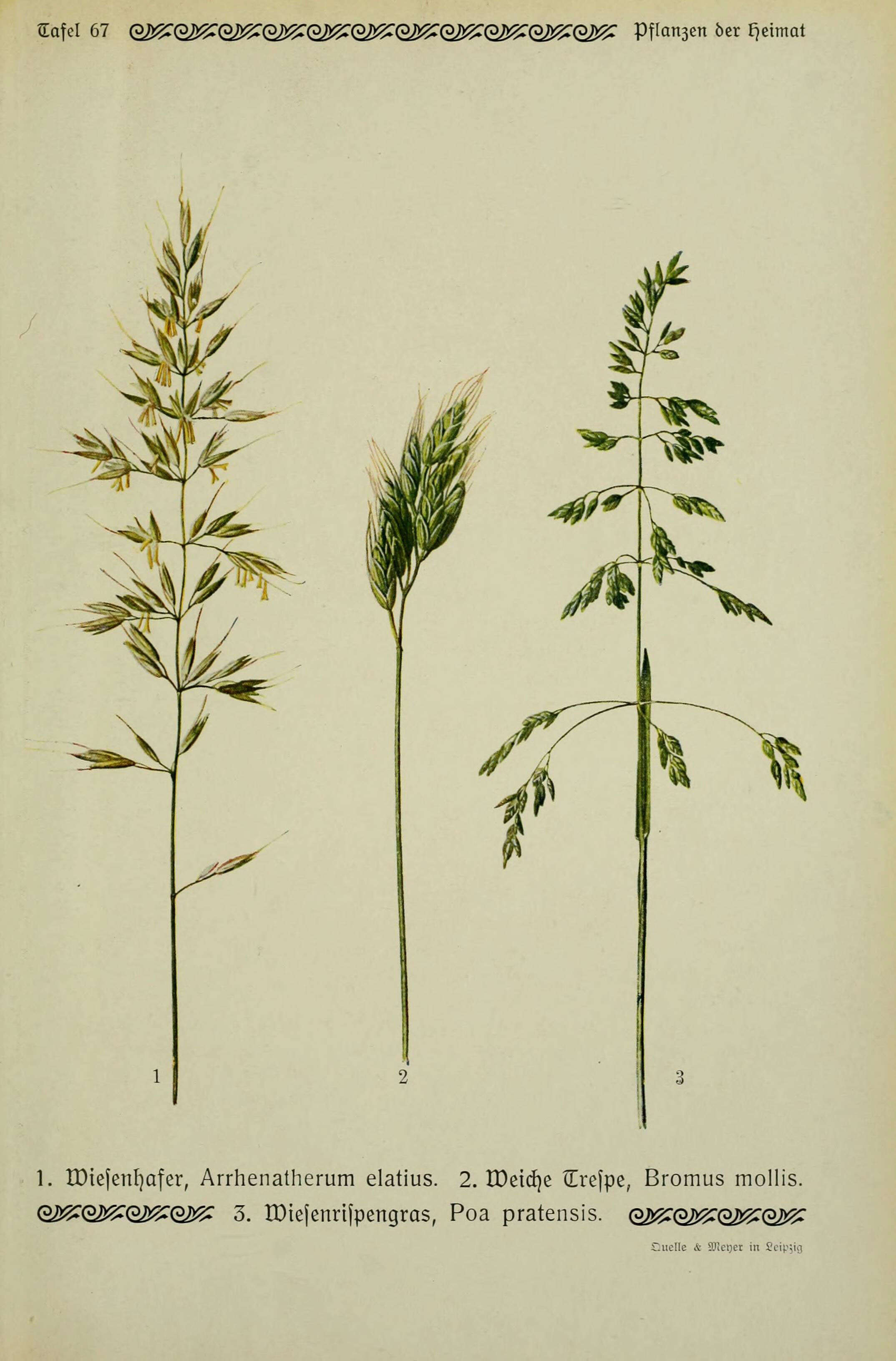 Image of soft brome