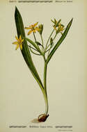 Image of yellow star of Bethlehem