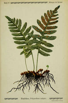 Image of common polypody