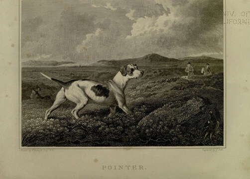 Plancia ëd Canis lupus familiaris Linnaeus 1758