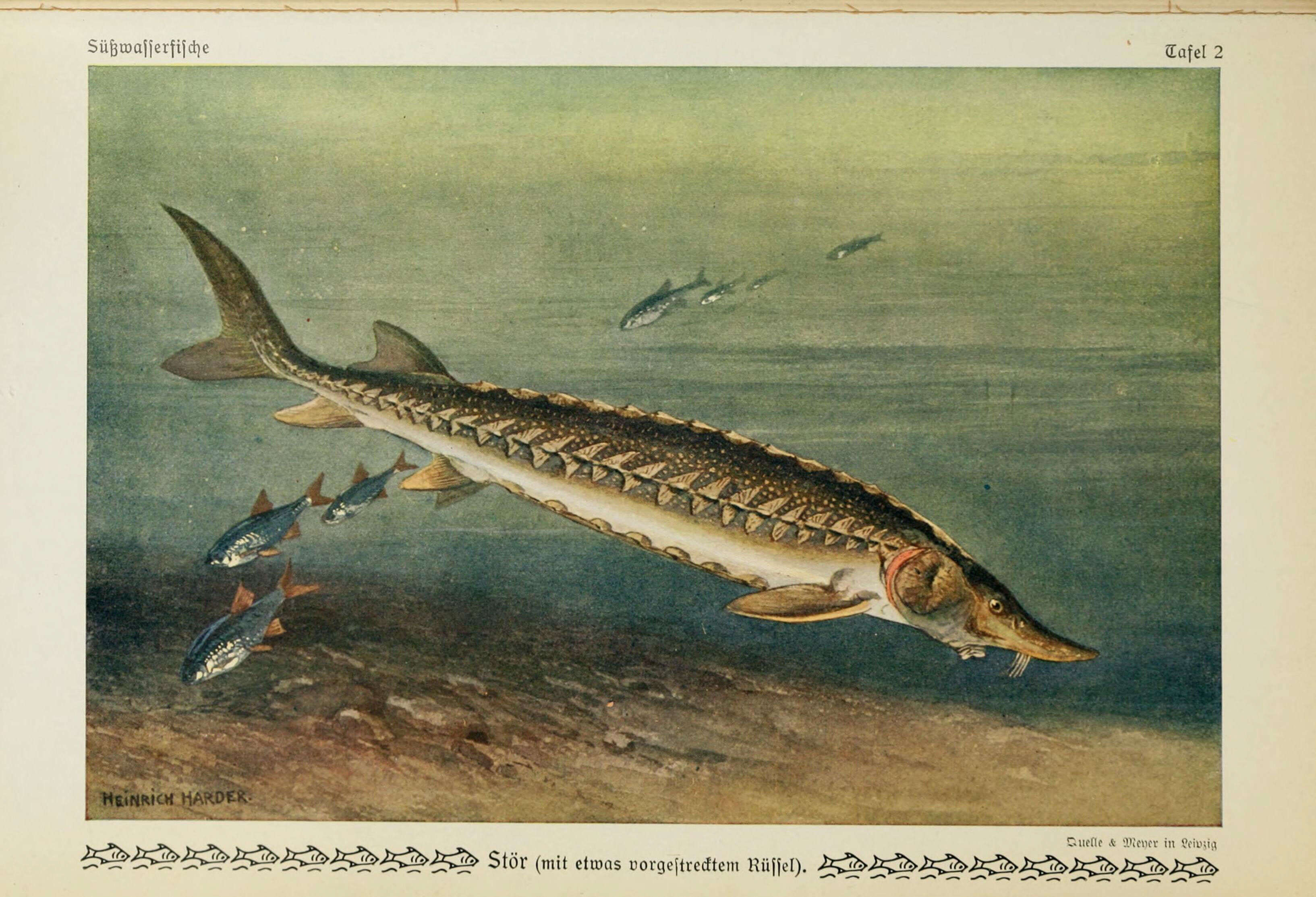 Image of Atlantic Sturgeon