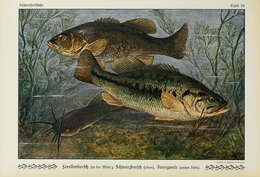 Image of black bass