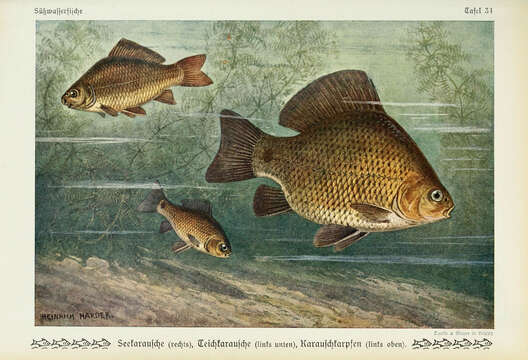 Image of Crucian Carp