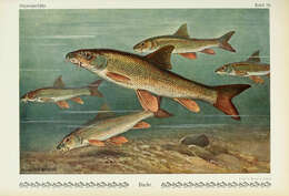 Image of Barbel