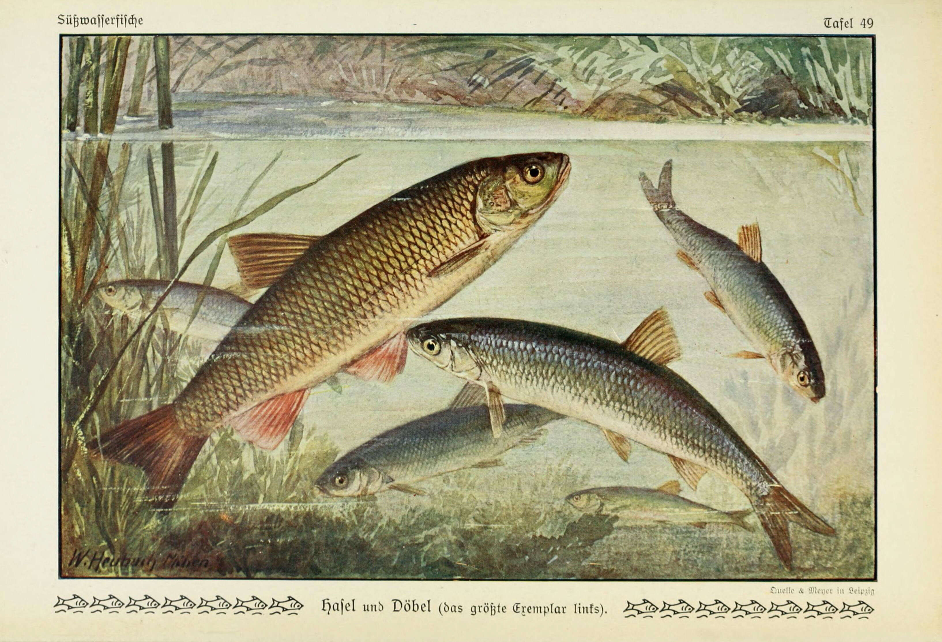 Image of European chub