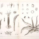 Image of Ommastrephes bartramii (Lesueur 1821)