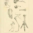 Image of Lithornis vulturinus Owen 1840