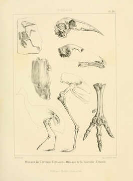 Image of Lithornis Owen 1840