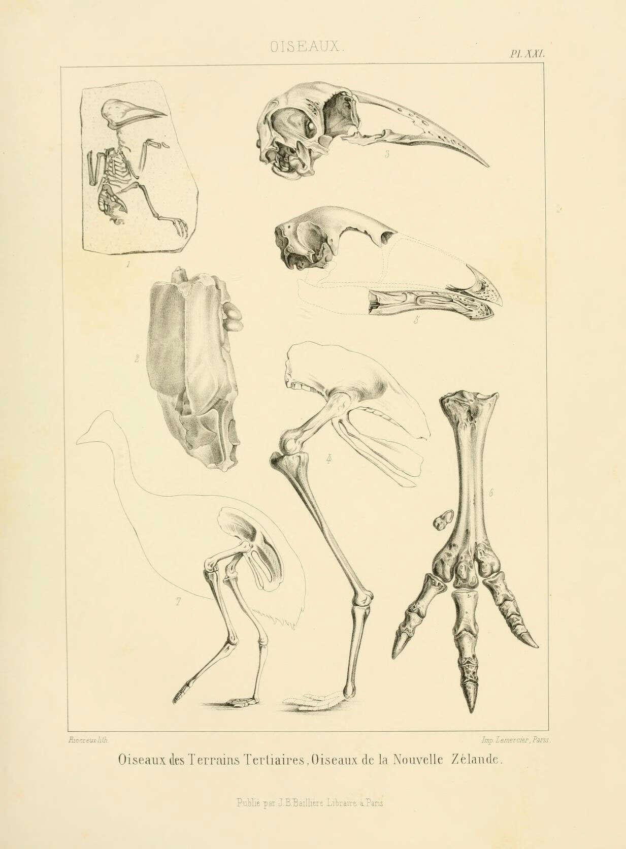 Image of Lithornis Owen 1840