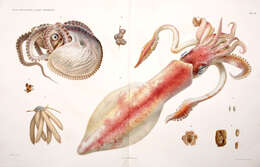 Image of European squid