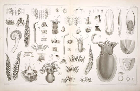 Image of Ross' cuttle