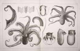 Image of spider octopus