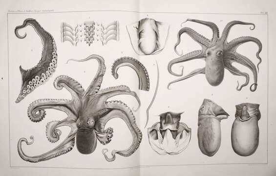 Image of spider octopus