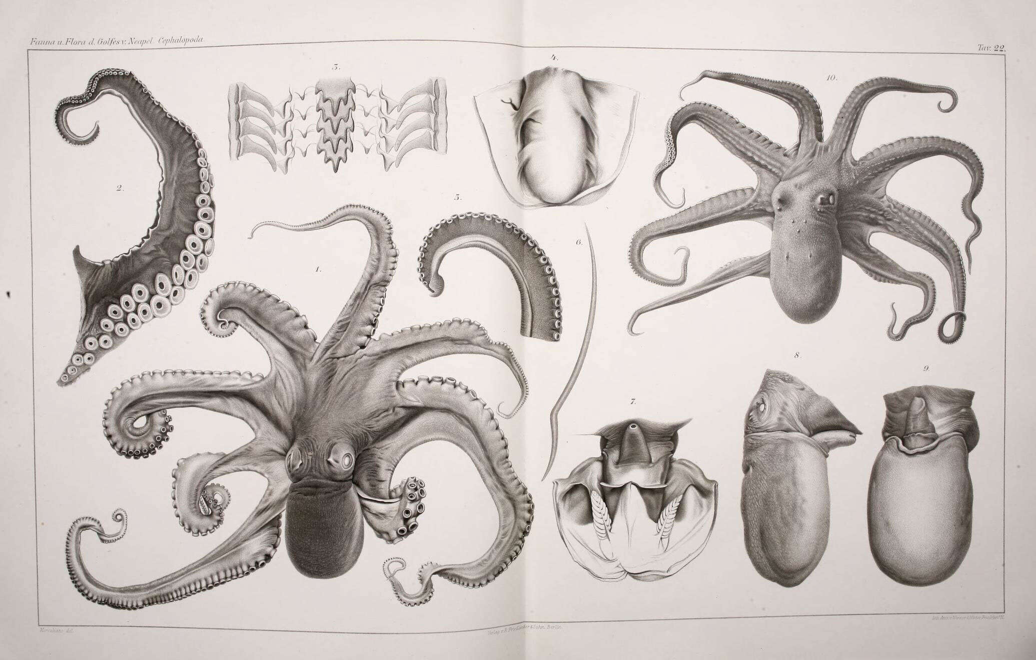 Image de Octopus salutii Vérany 1836