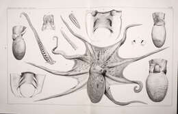 Image of musky octopus