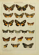 Image de Episteme lectrix Linnaeus 1764