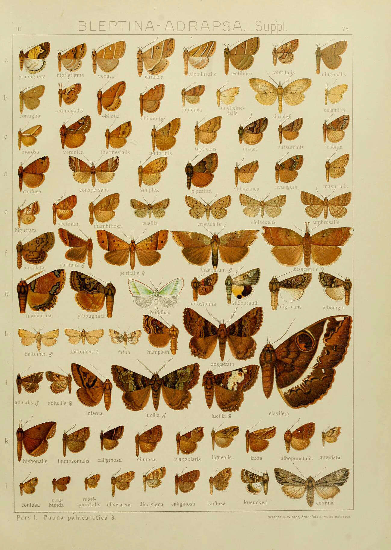 Image de Bleptina propugnata Leech 1900
