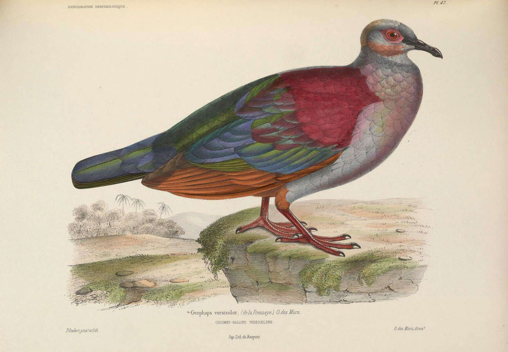 Image of Crested Quail-Dove