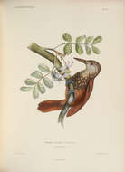 Image of Straight-billed Woodcreeper