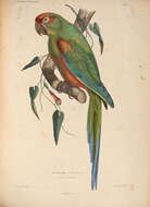 Image of Red-fronted Macaw