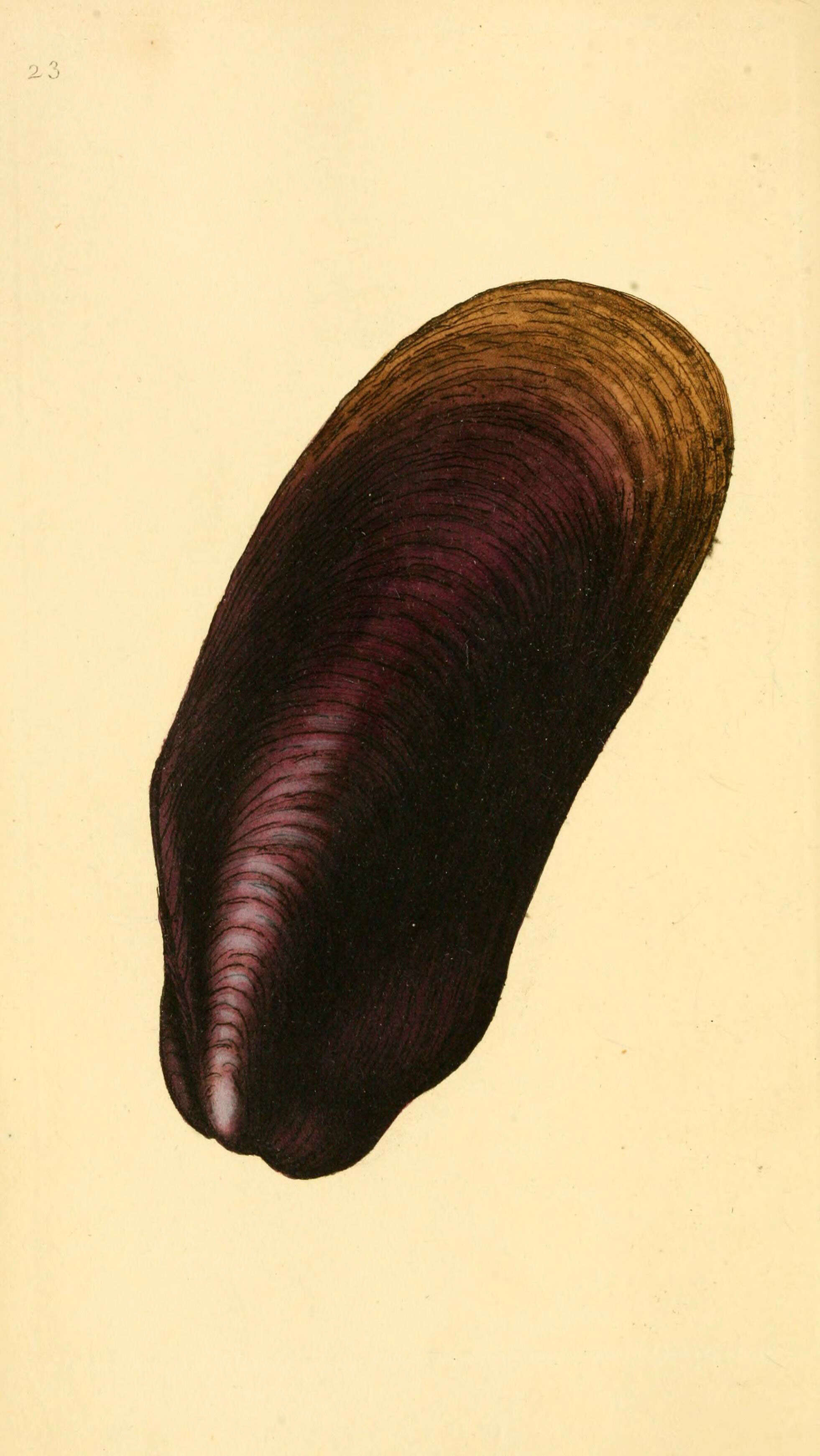 Plancia ëd Modiolus modiolus (Linnaeus 1758)