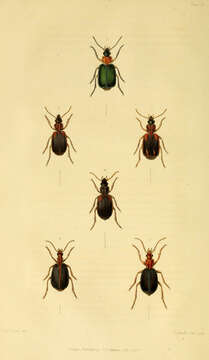 Image of Lebia (Lamprias) cyanocephala (Linnaeus 1758)