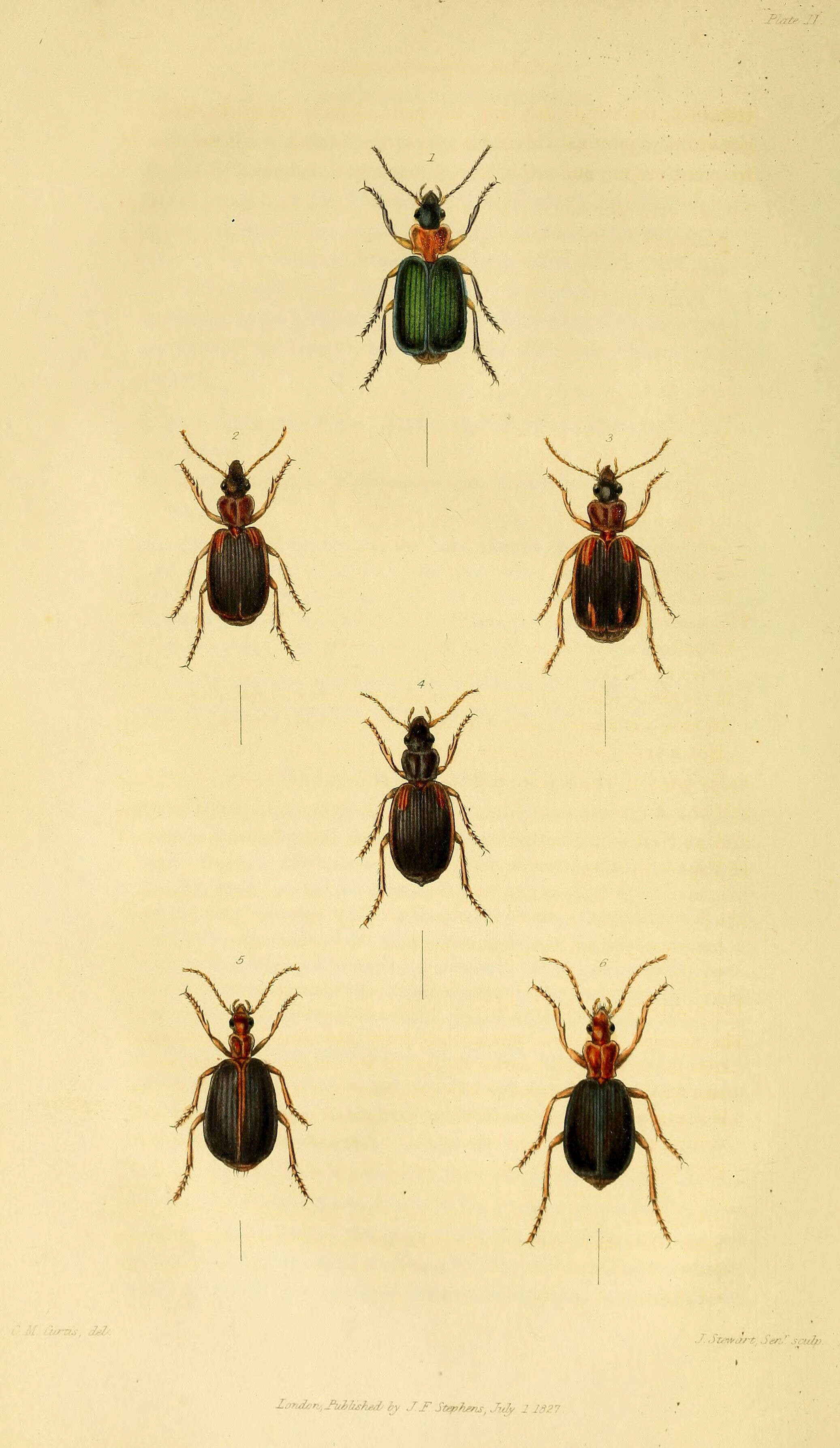 Image of Lebia (Lamprias) cyanocephala (Linnaeus 1758)