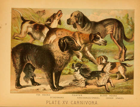 Plancia ëd Canis lupus familiaris Linnaeus 1758