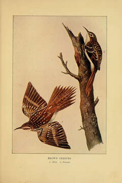 Image of American Tree-Creeper