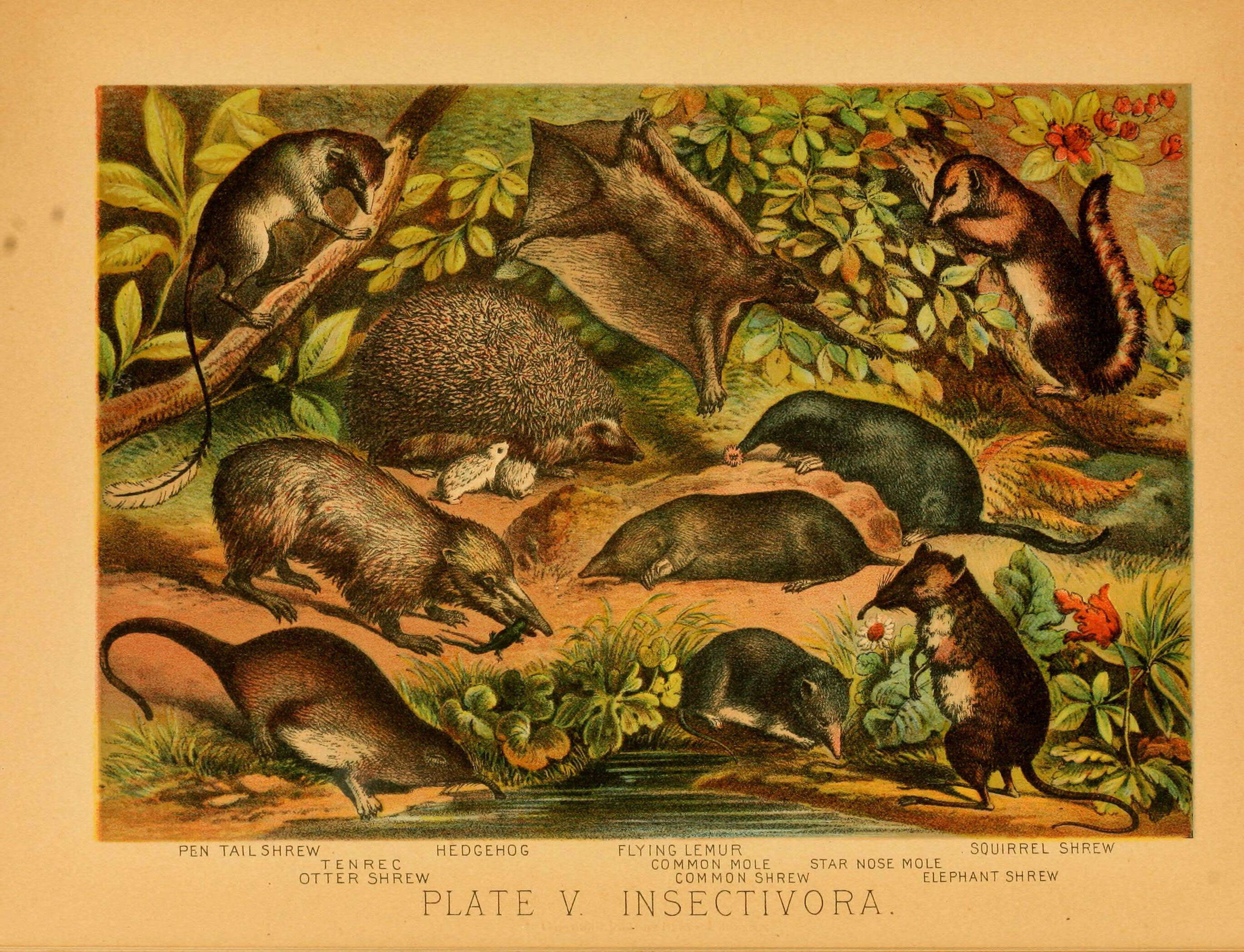 Слика од Ptilocercus Gray 1848