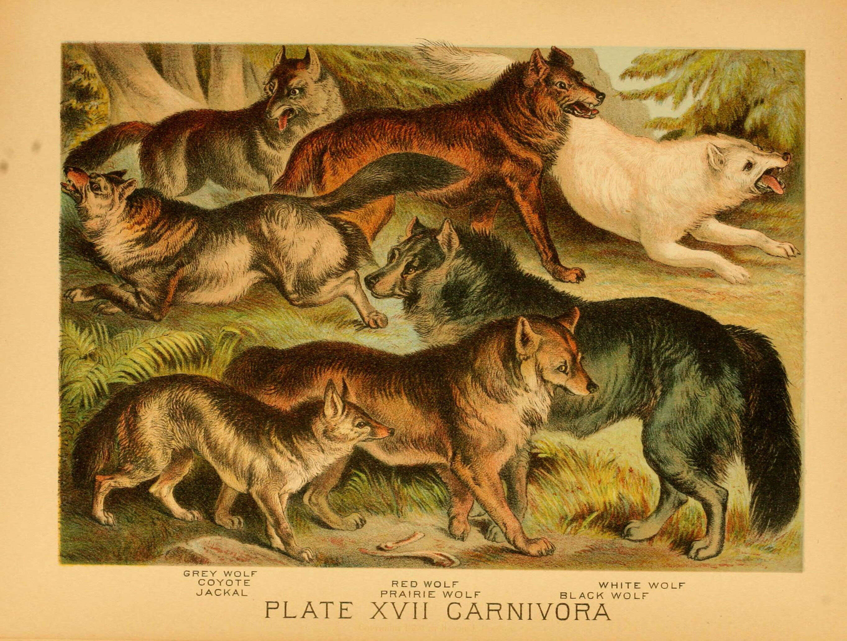 Imagem de Canis lupus occidentalis Richardson 1829