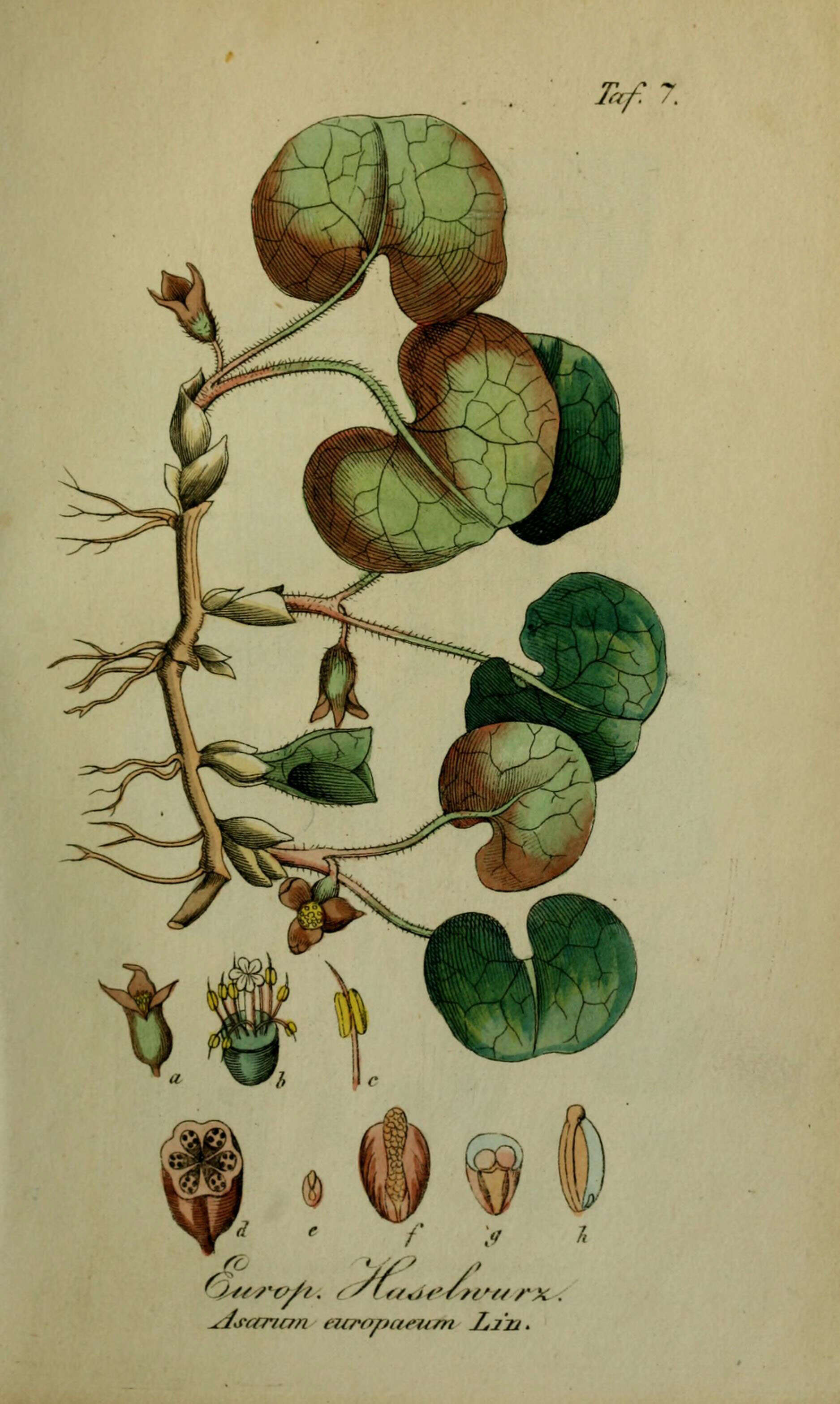 Image of European wild ginger