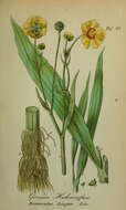 Image of Greater Spearwort