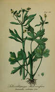 Image of <i>Ranunculus scleratus</i> L.
