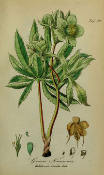 Image of Green Hellebore