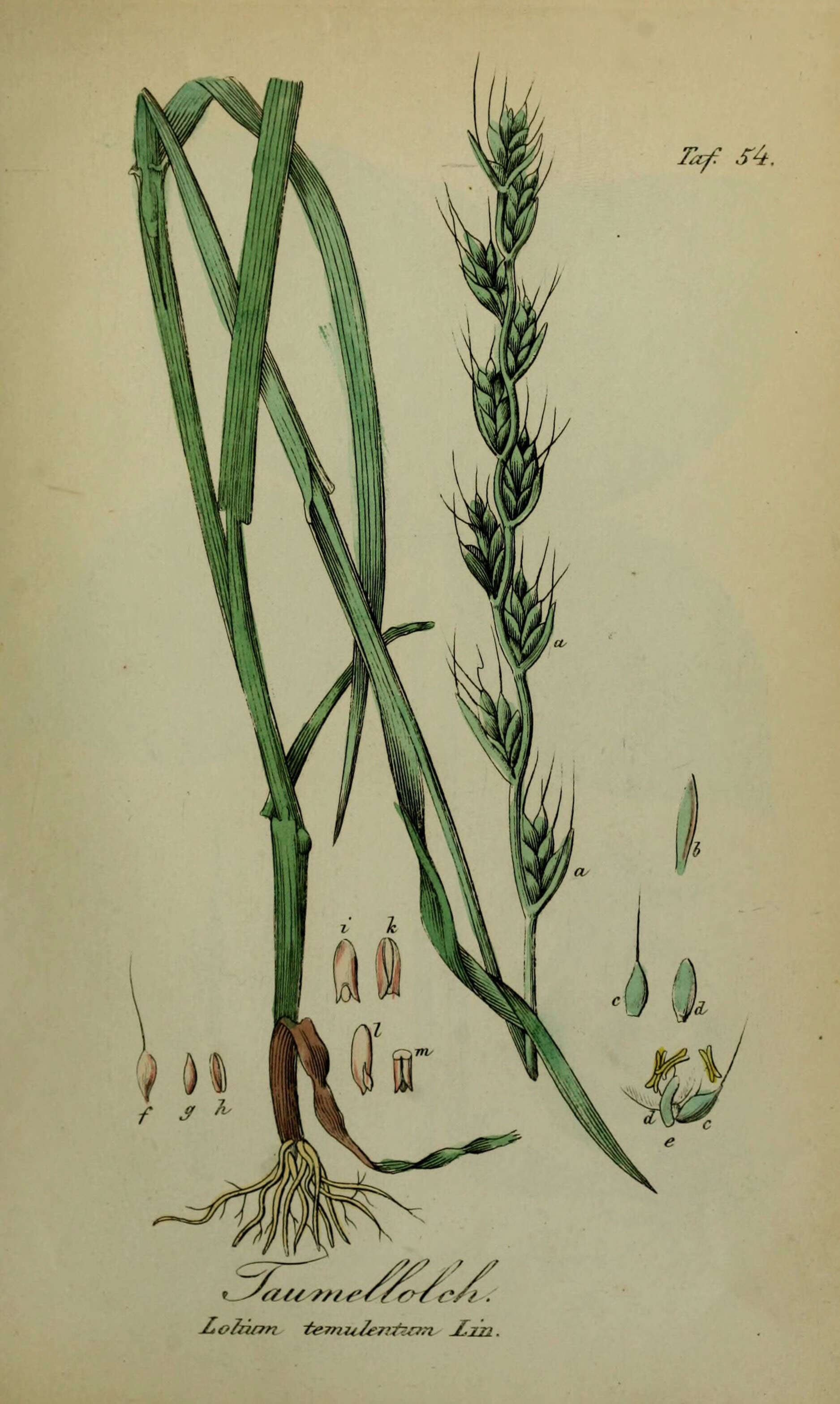 Image of Darnel ryegrass