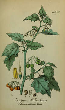 Image of hairy nightshade