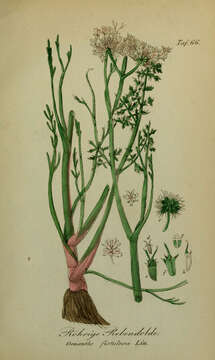 Image of Tubular Water-dropwort