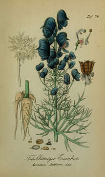 Aconitum anthora L.的圖片