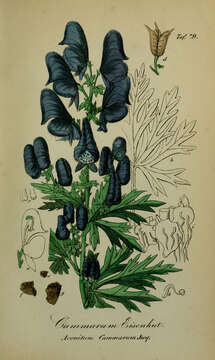 Image of Monkshood