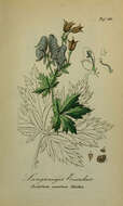 Image of Aconitum nasutum Rchb.