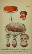 Image of Amanita rubescens Pers. 1797