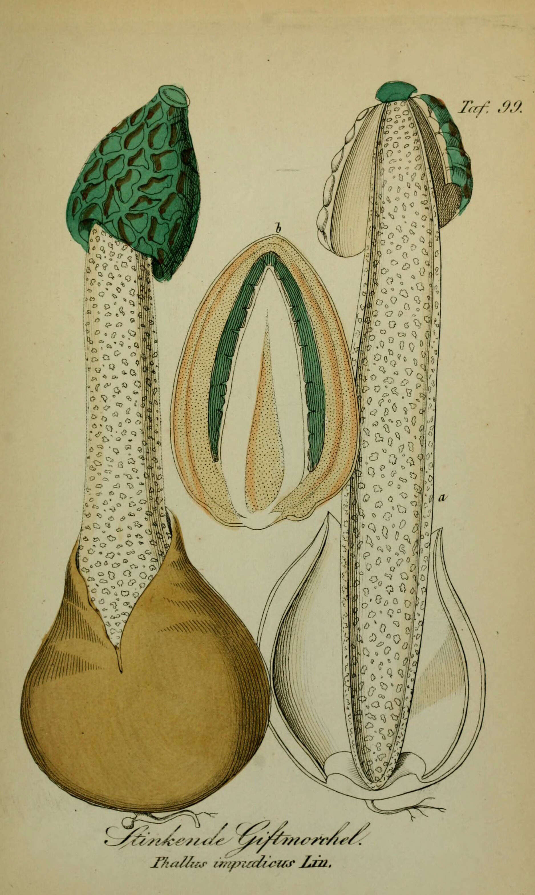 Imagem de Phallus impudicus L. 1753