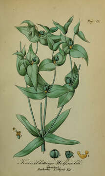 Image of caper spurge