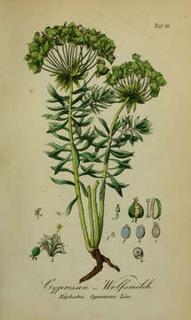 Image of Cypress Spurge