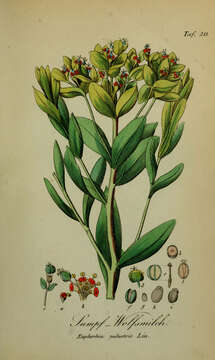 Image of Marsh Spurge