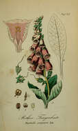 Imagem de Digitalis purpurea L.