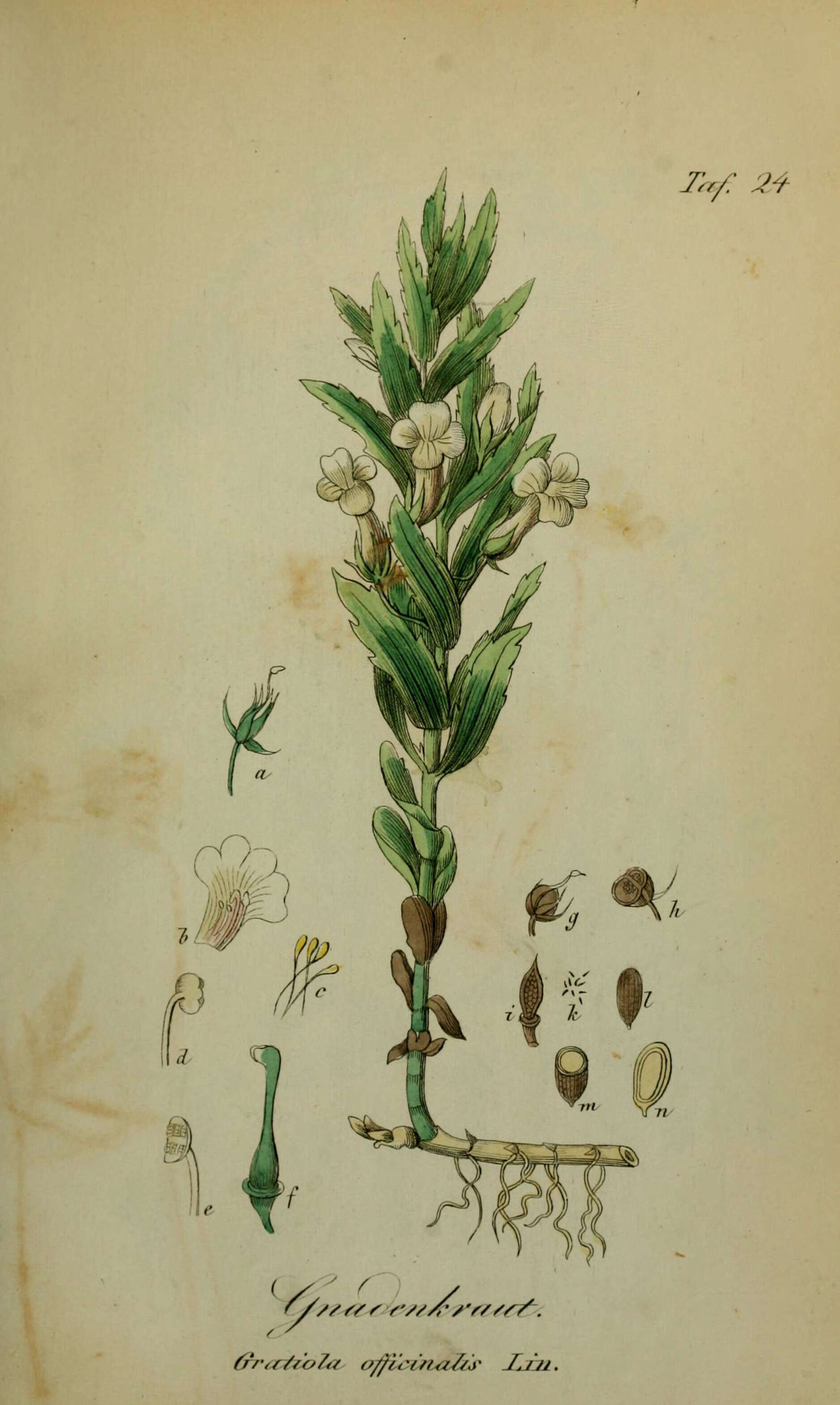 Image de Gratiole Officinale